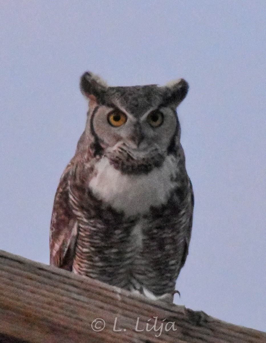 Great Horned Owl - ML618820426