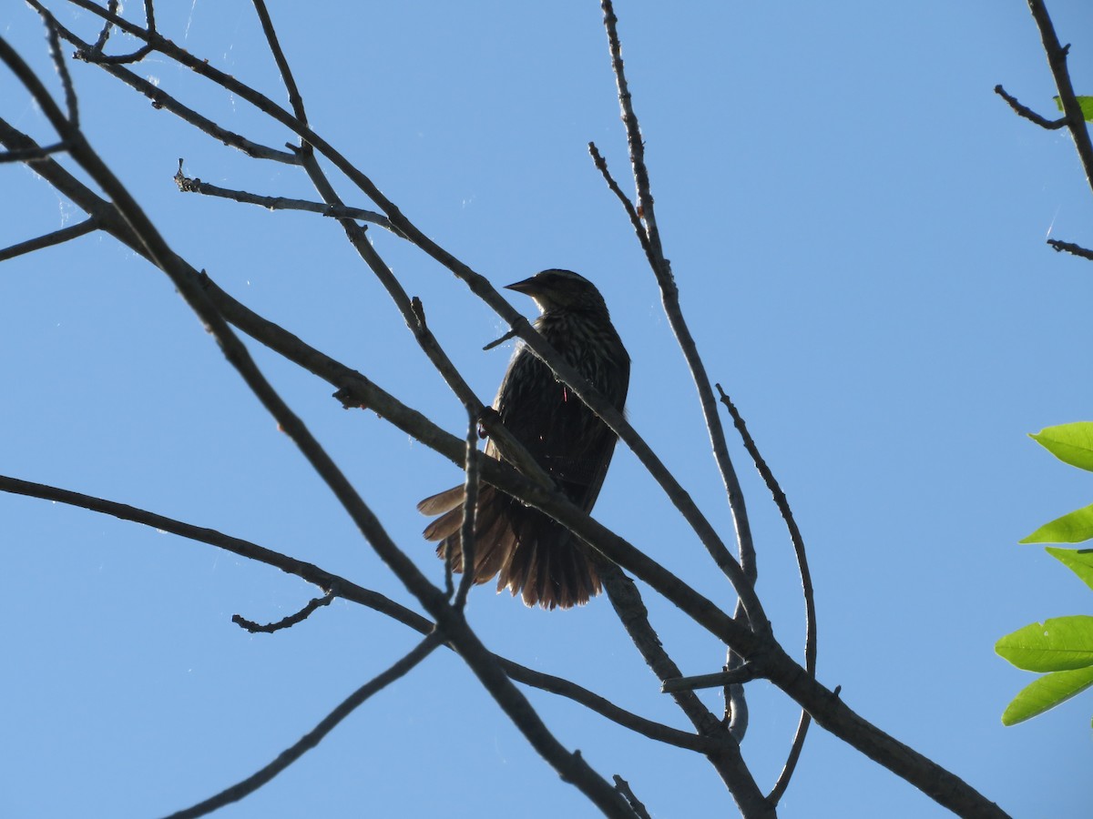 Red-winged Blackbird - ML618820447
