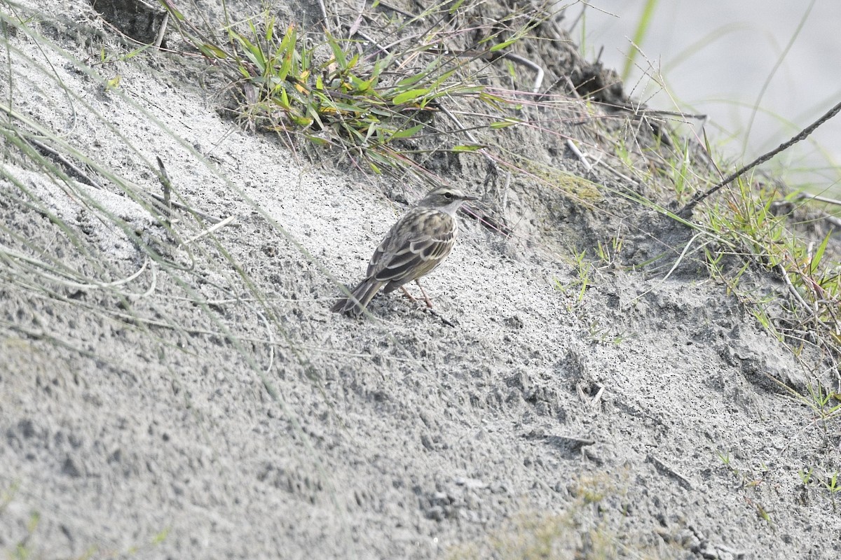 Rosy Pipit - ML618820483