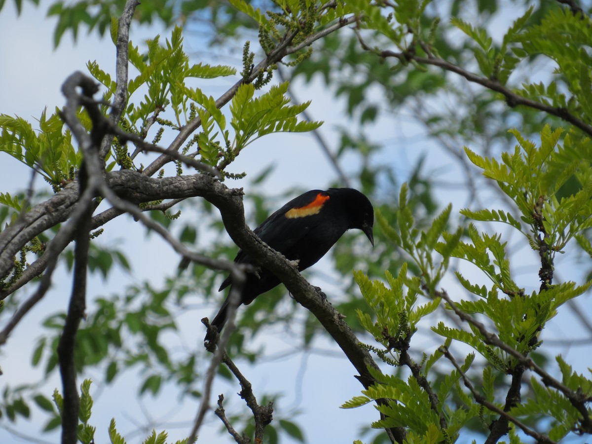 Red-winged Blackbird - ML618820494