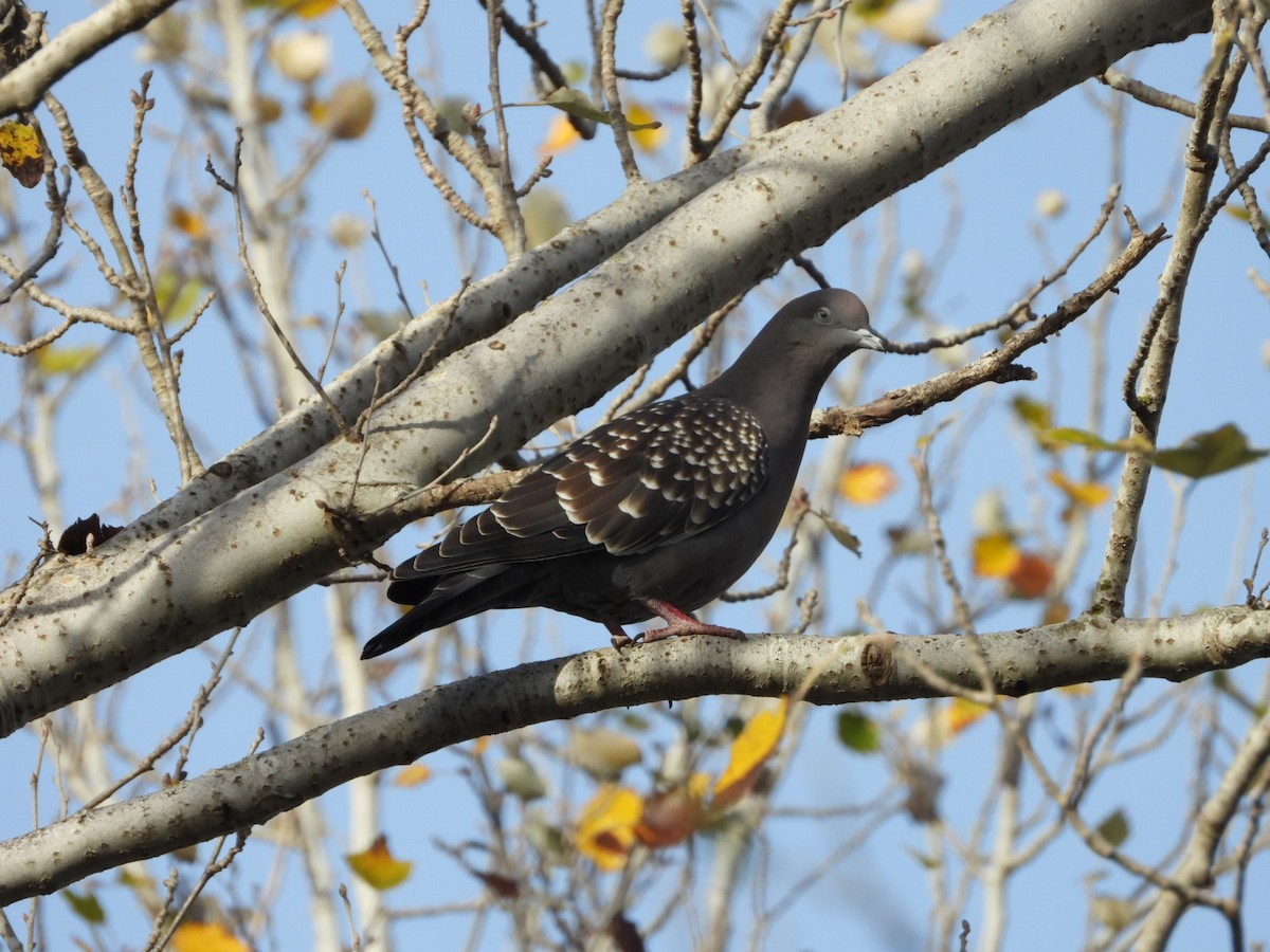 Spot-winged Pigeon - ML618820502