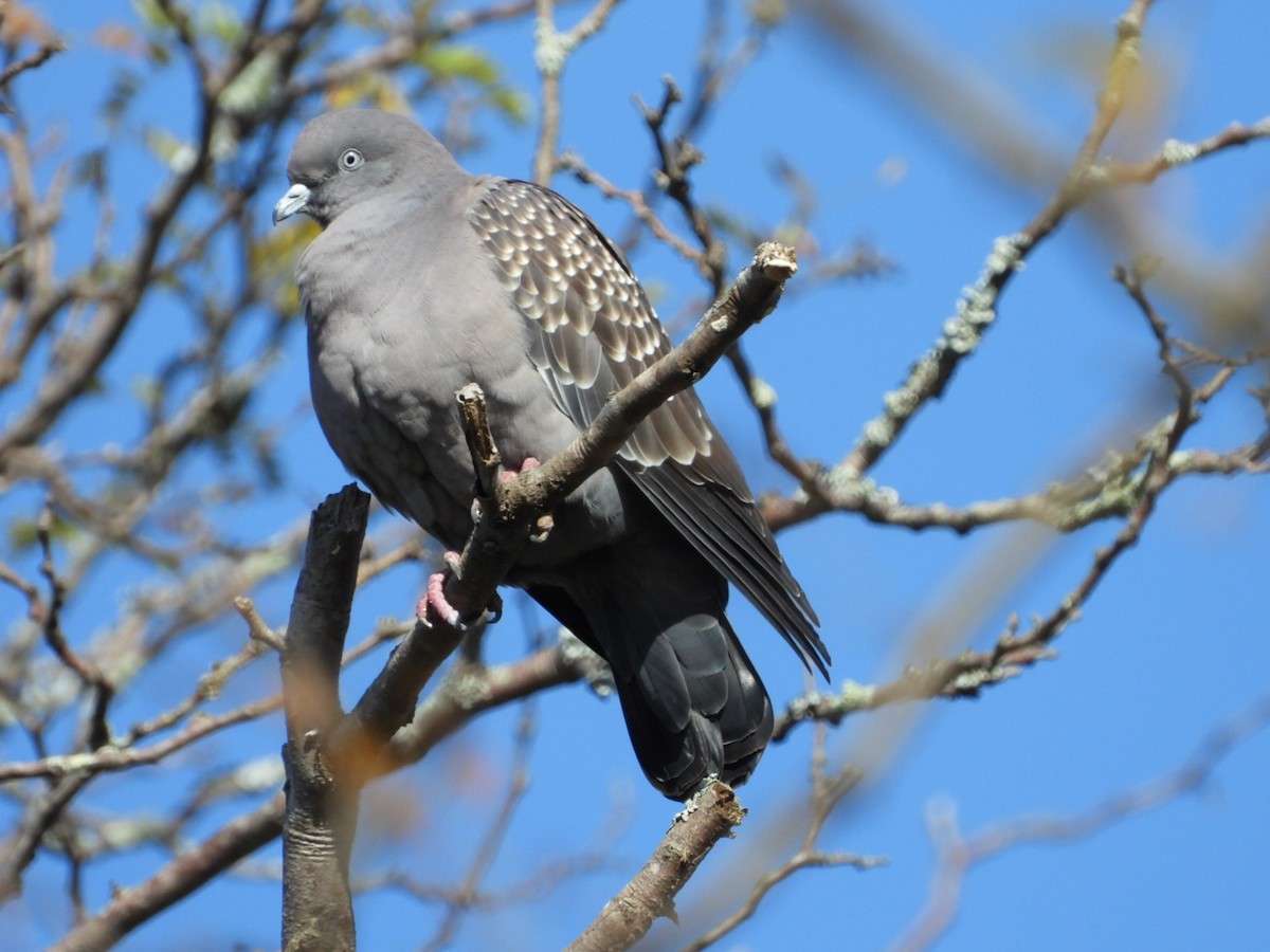 Spot-winged Pigeon - ML618820514
