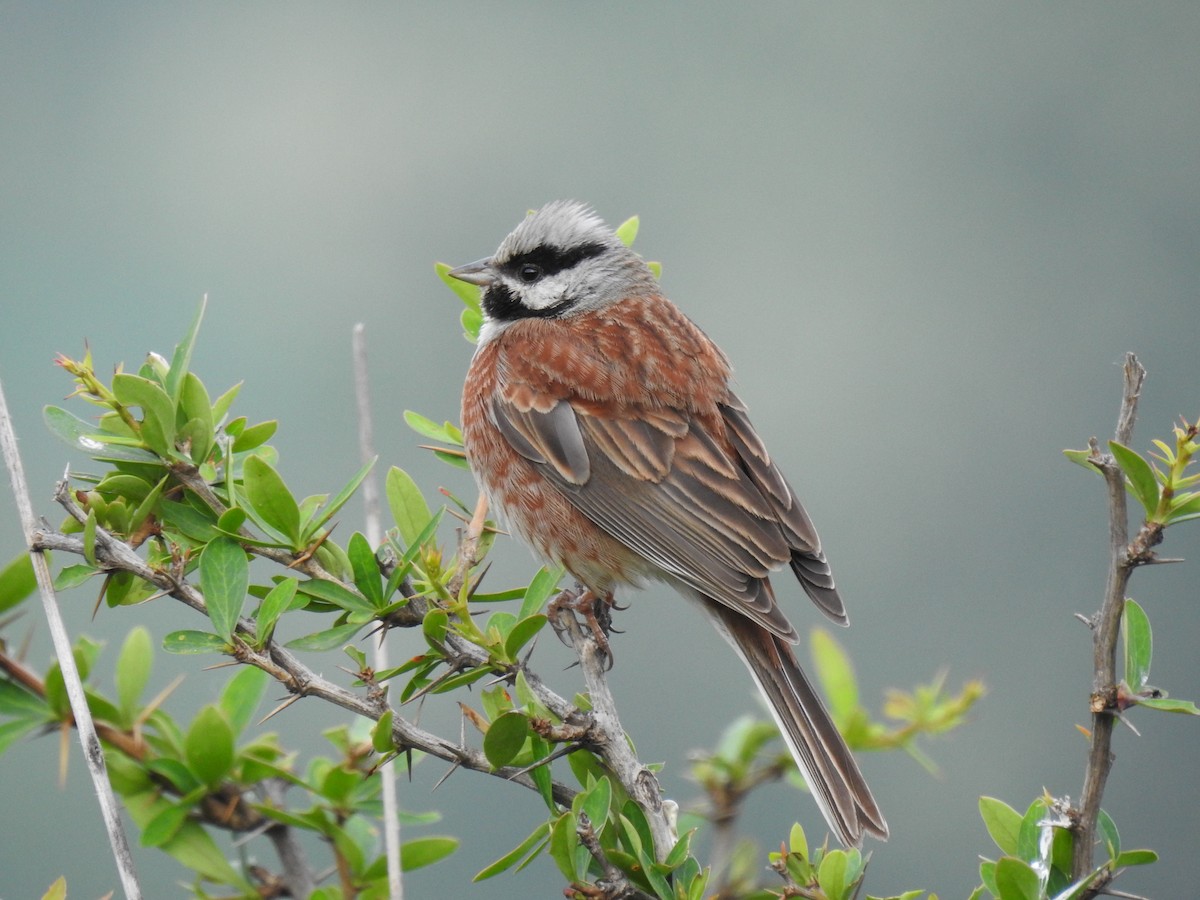 White-capped Bunting - ML618820548