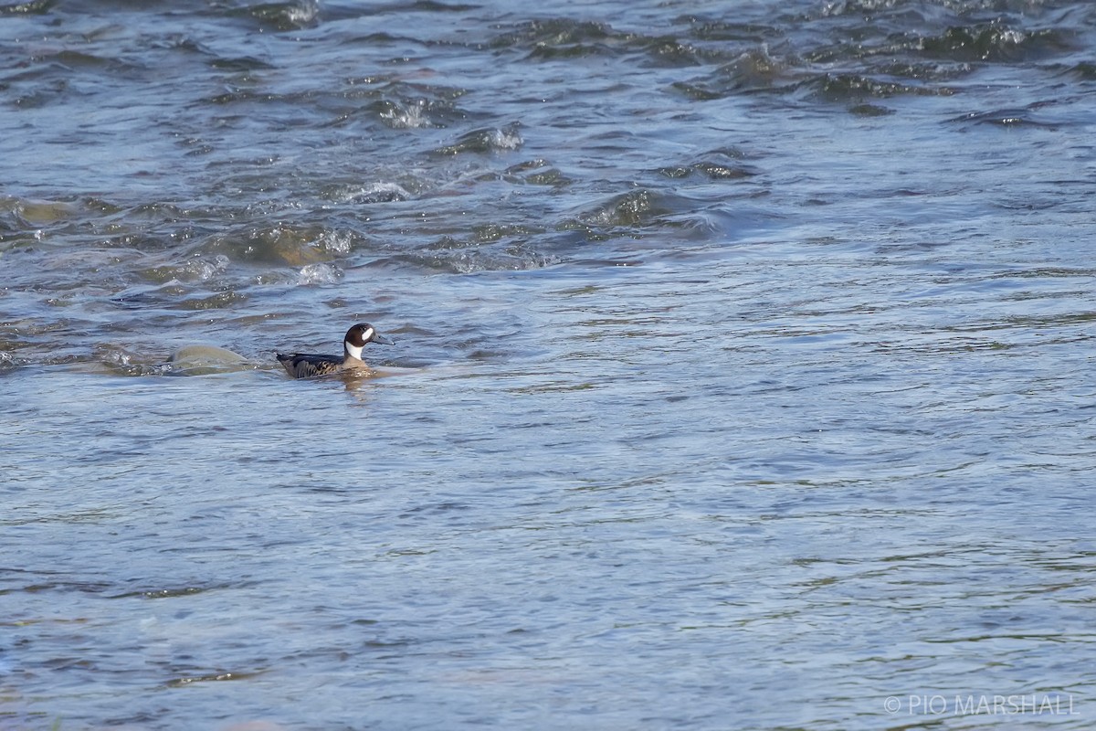 Spectacled Duck - ML618820593