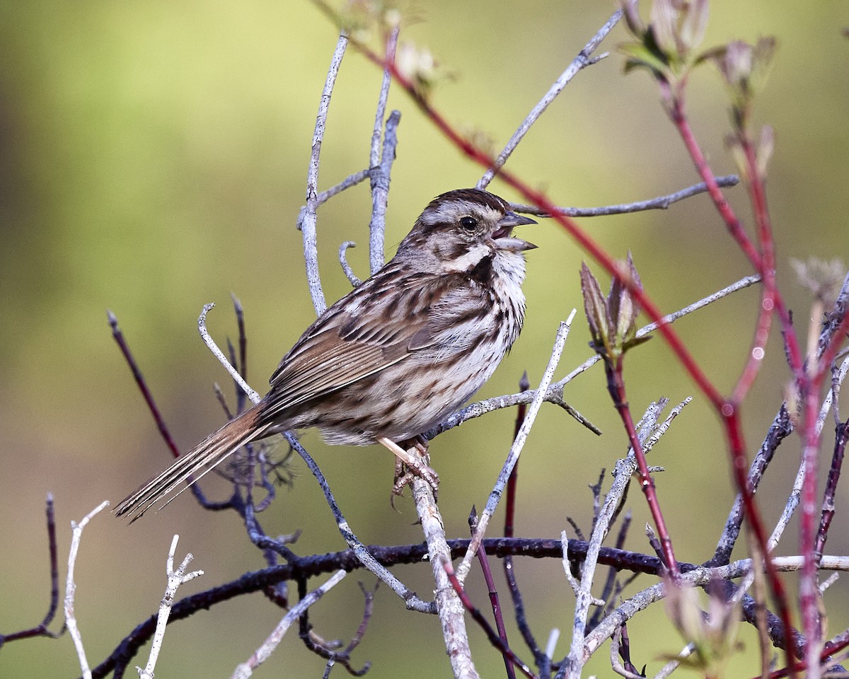 Song Sparrow - Andrew James
