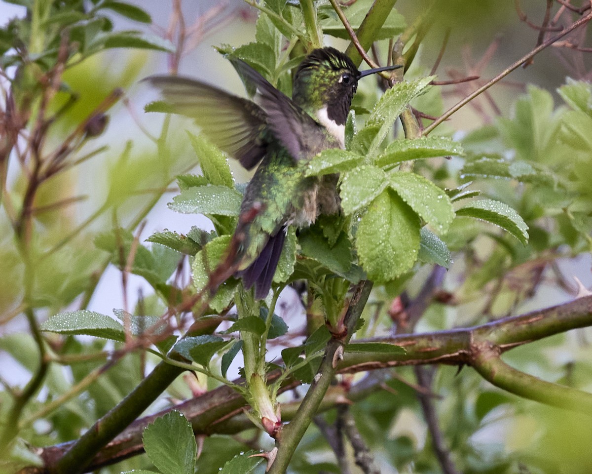Ruby-throated Hummingbird - Andrew James