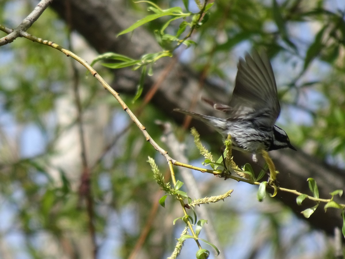 Black-throated Gray Warbler - John Shenot