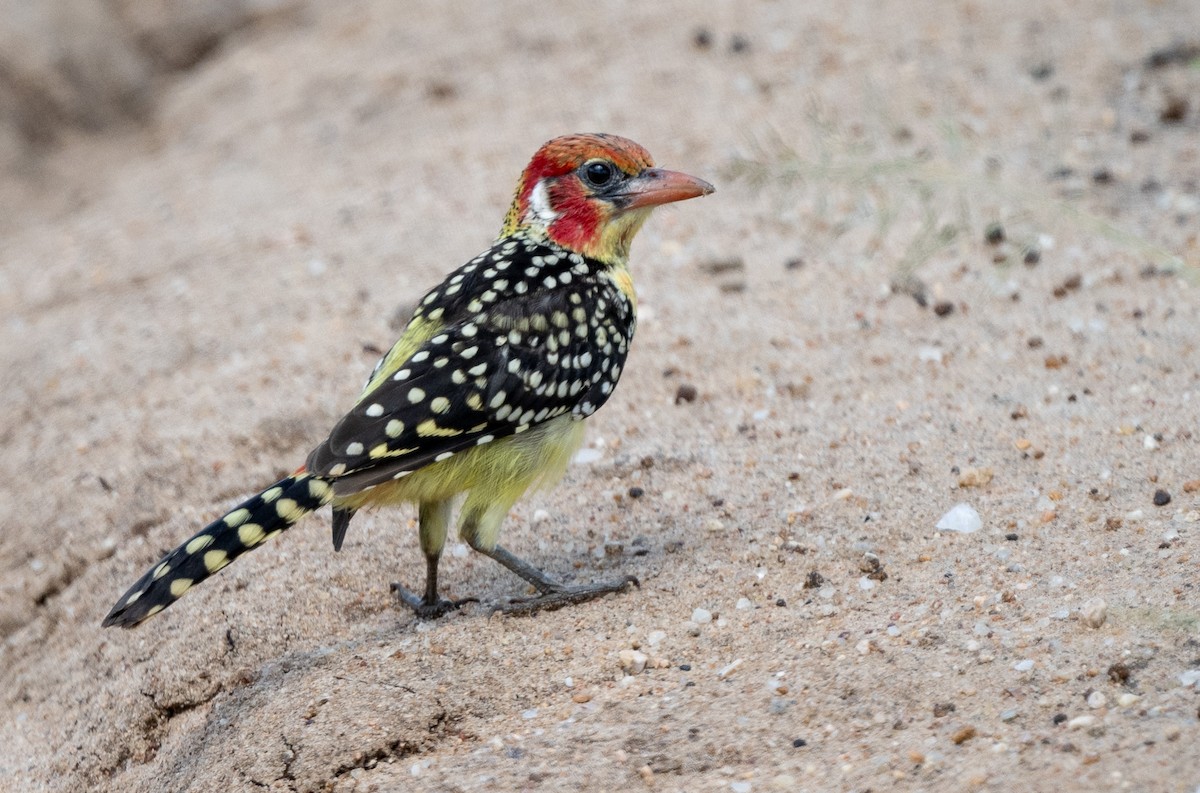 Red-and-yellow Barbet - Lizabeth Southworth