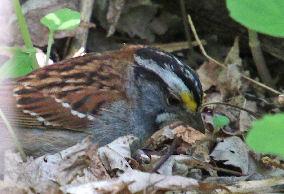 White-throated Sparrow - ML618820753