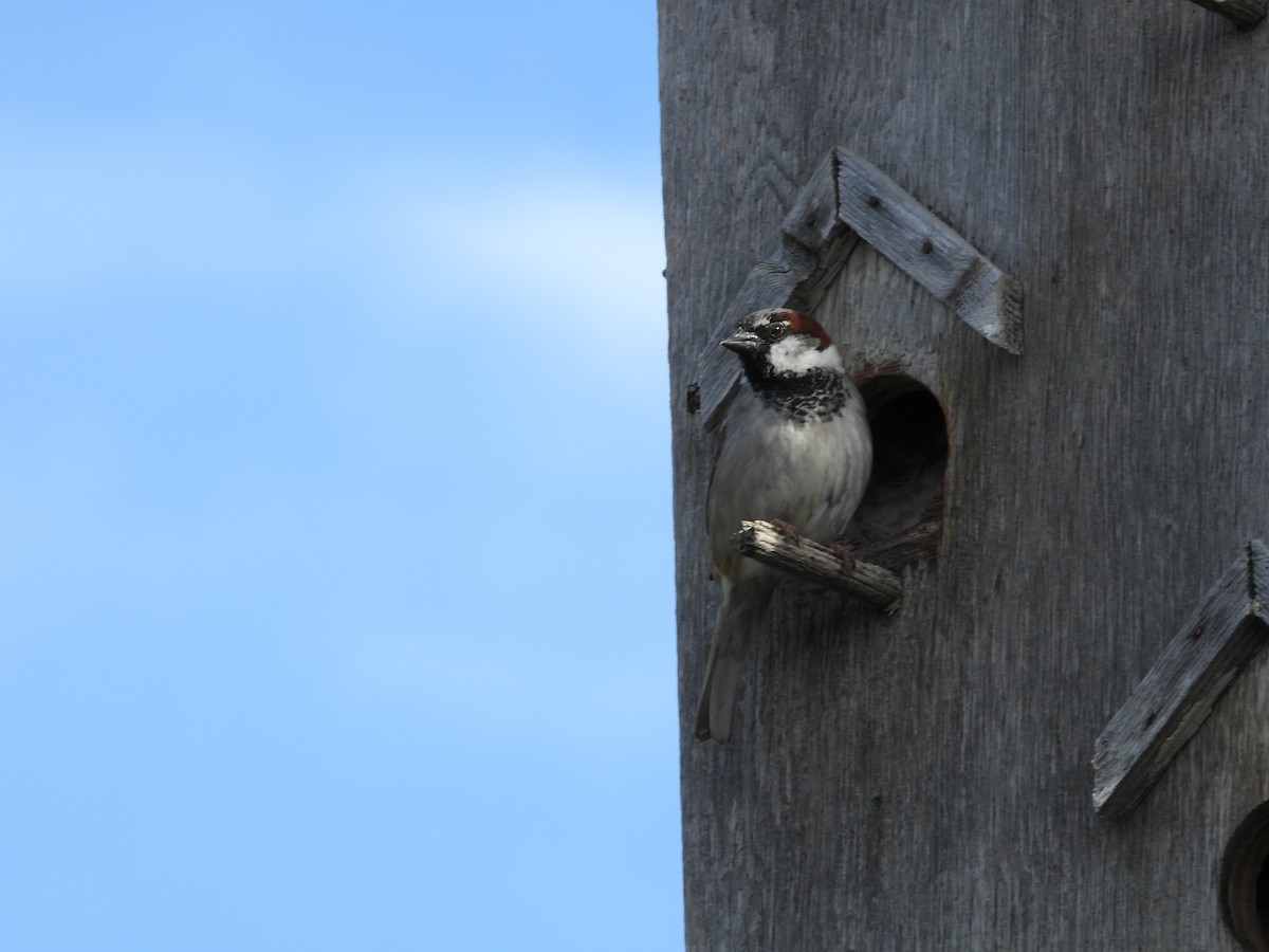 House Sparrow - Gerard Nachtegaele