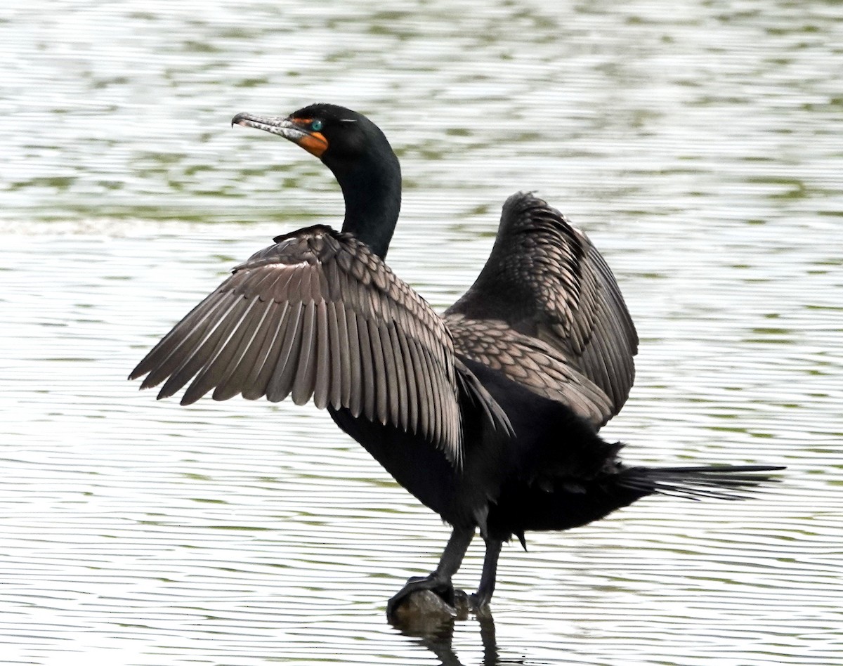 Double-crested Cormorant - Peter Blancher
