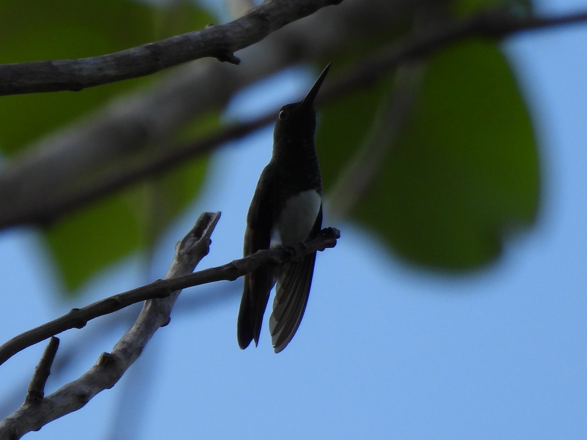 Snowy-bellied Hummingbird - ML618820784