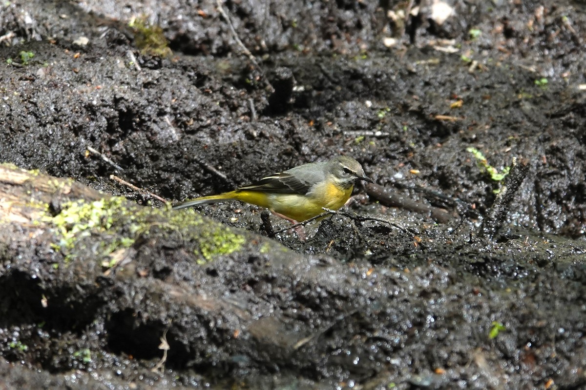 Gray Wagtail - Toby Holmes