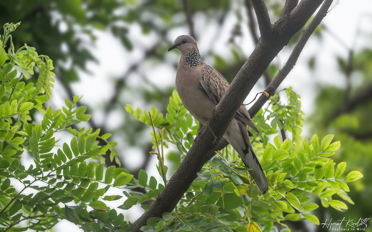 Spotted Dove - Hemant Kirola