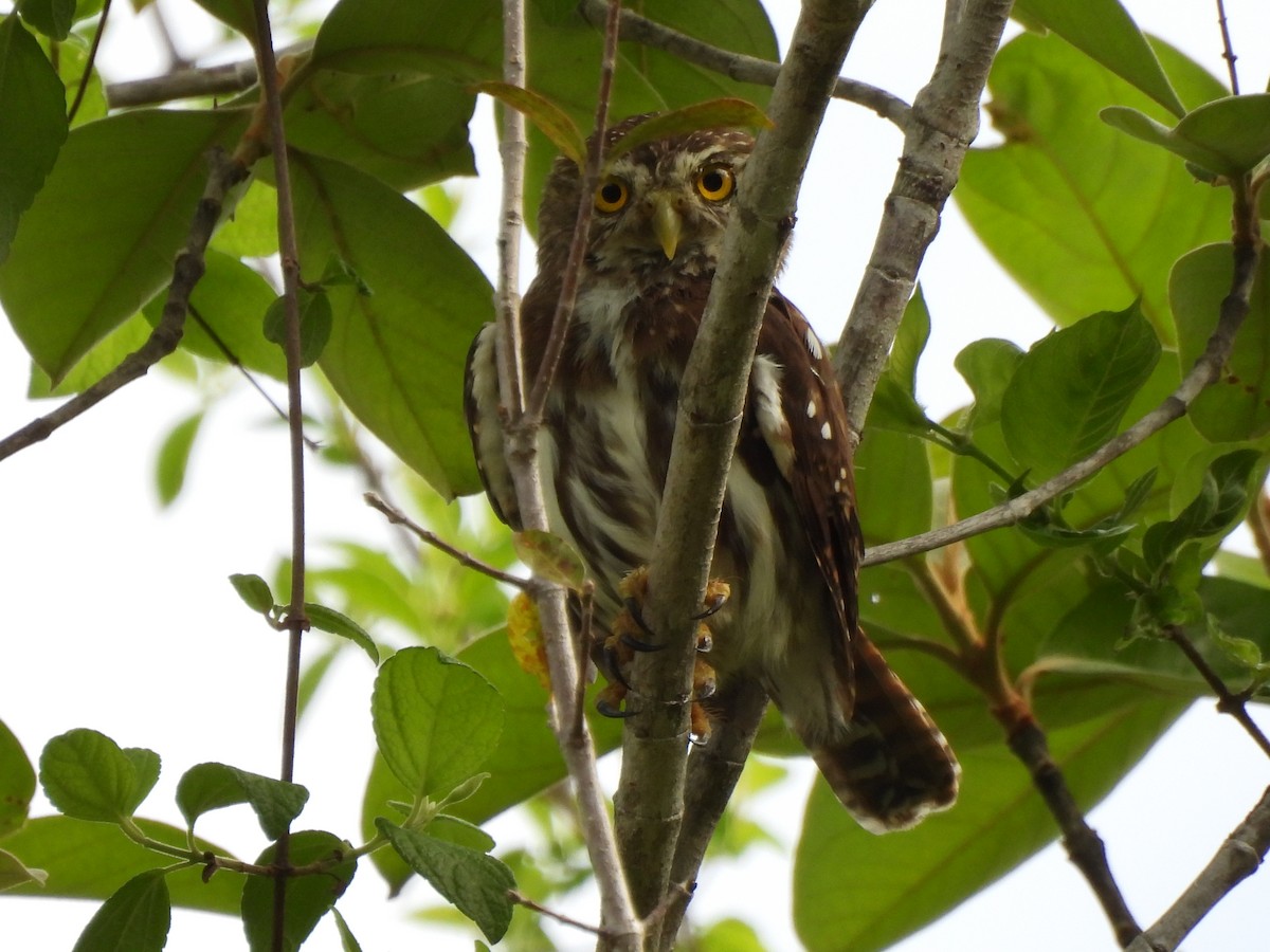Ferruginous Pygmy-Owl - María Henríquez