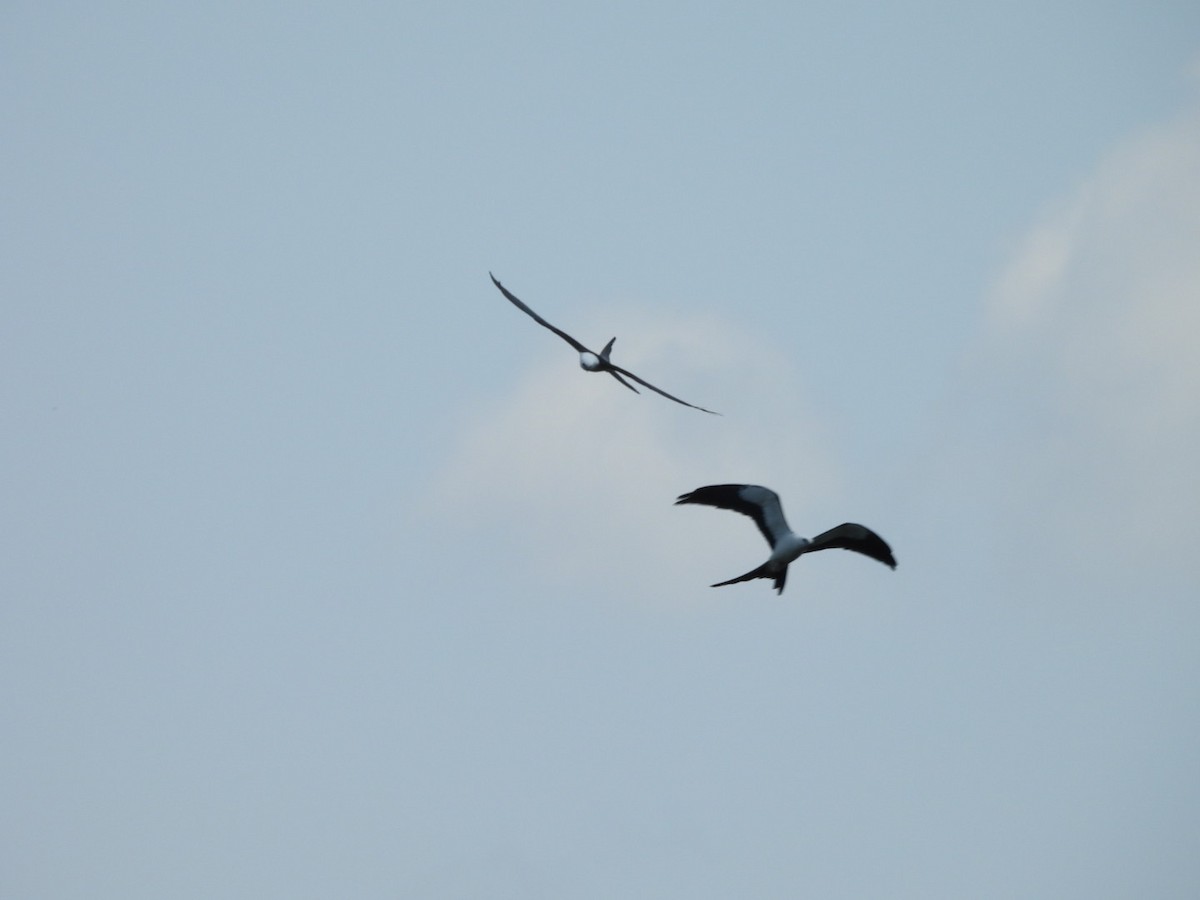 Swallow-tailed Kite - Charles Trent