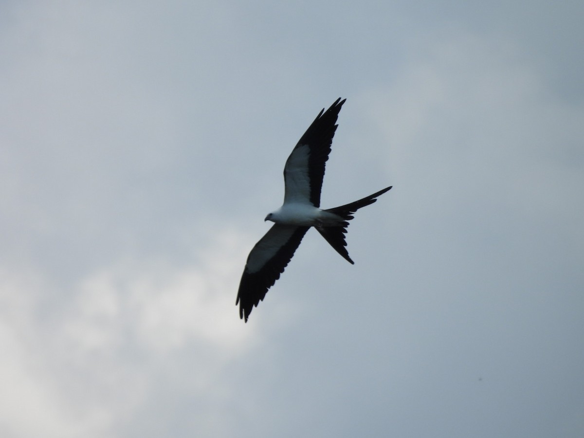 Swallow-tailed Kite - Charles Trent