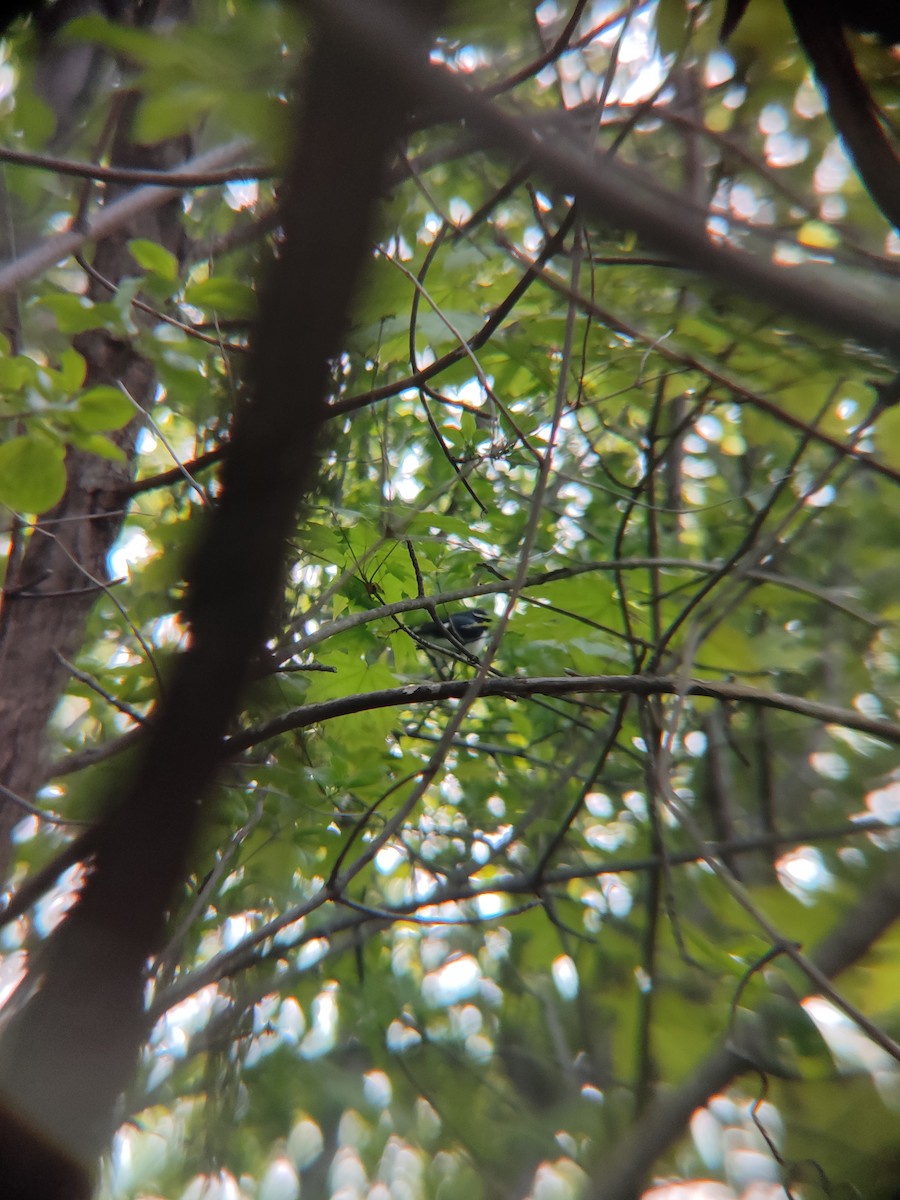 Black-throated Blue Warbler - Santhosh D T