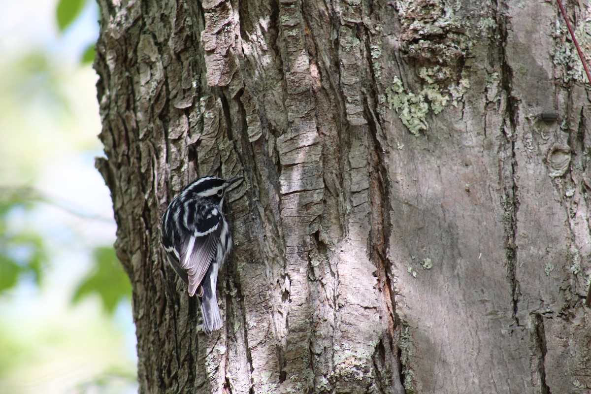 Black-and-white Warbler - ML618820880