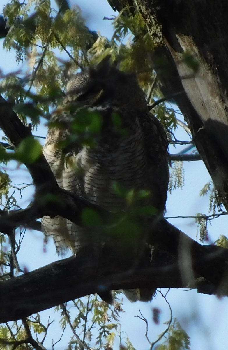 Great Horned Owl - ML618820953