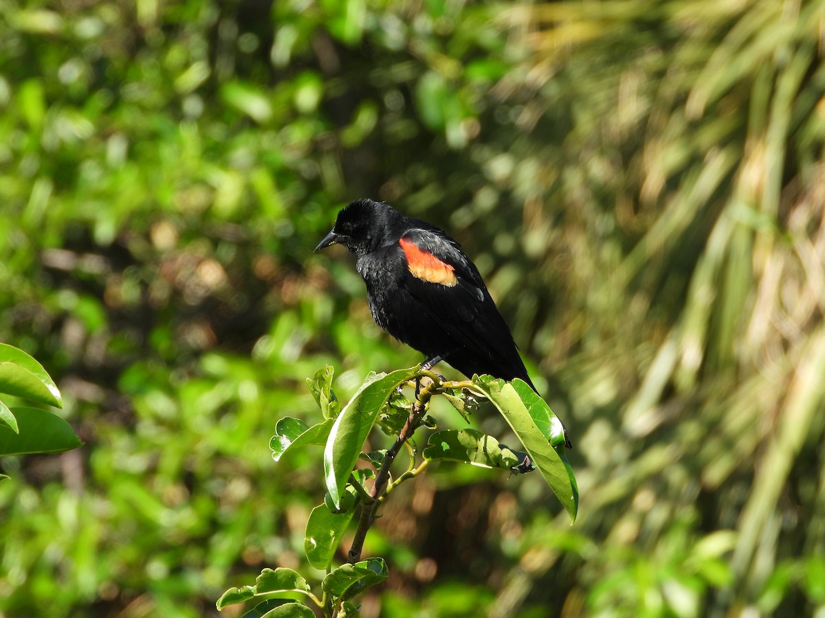 Red-winged Blackbird - Michelle Gonzalez