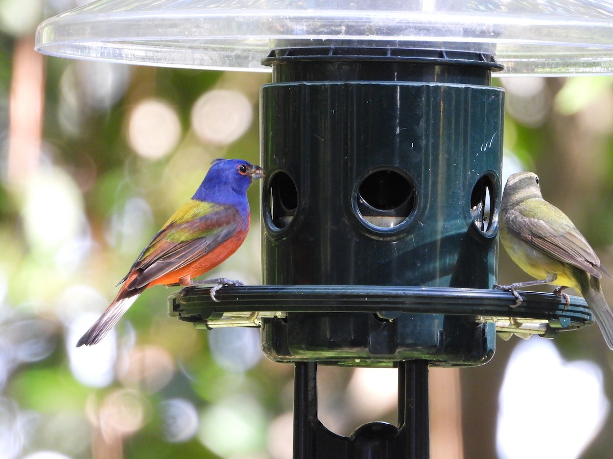 Painted Bunting - ML618820993