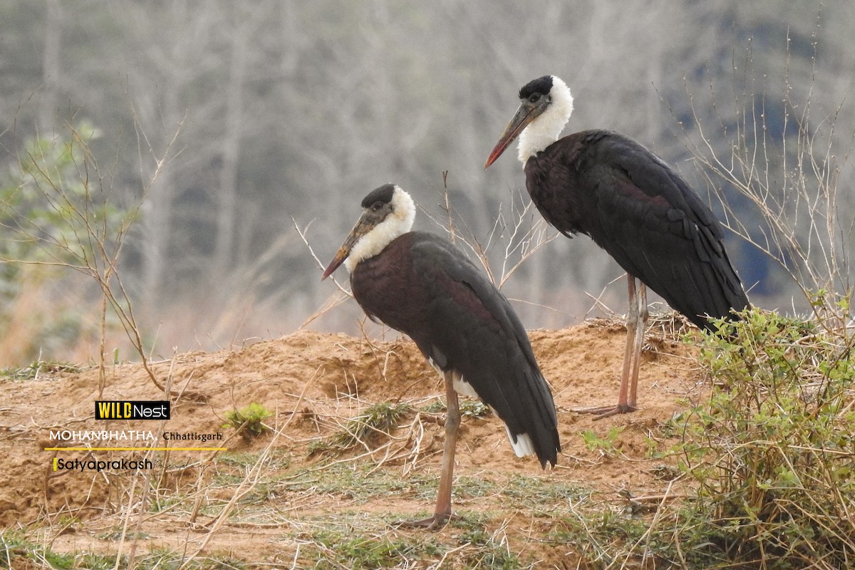 Asian Woolly-necked Stork - ML618821050