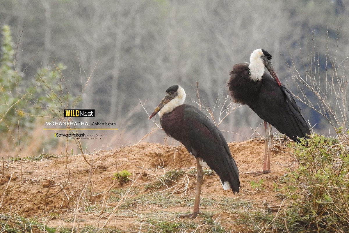 Asian Woolly-necked Stork - ML618821053