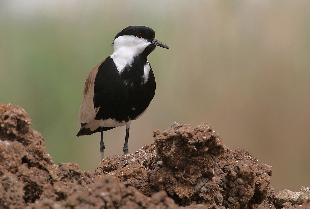 Spur-winged Lapwing - ML618821056