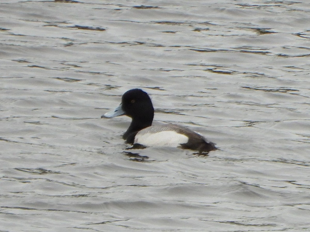 Greater Scaup - ML618821108