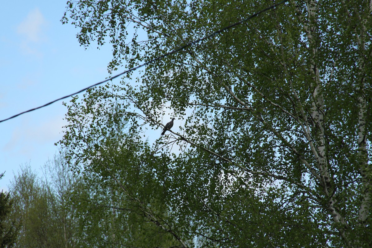 Common Wood-Pigeon - Vsevolod Lupanov