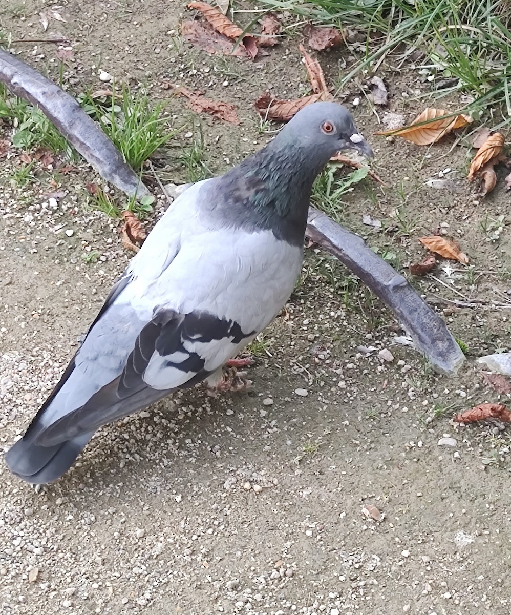 Rock Pigeon (Feral Pigeon) - ML618821188