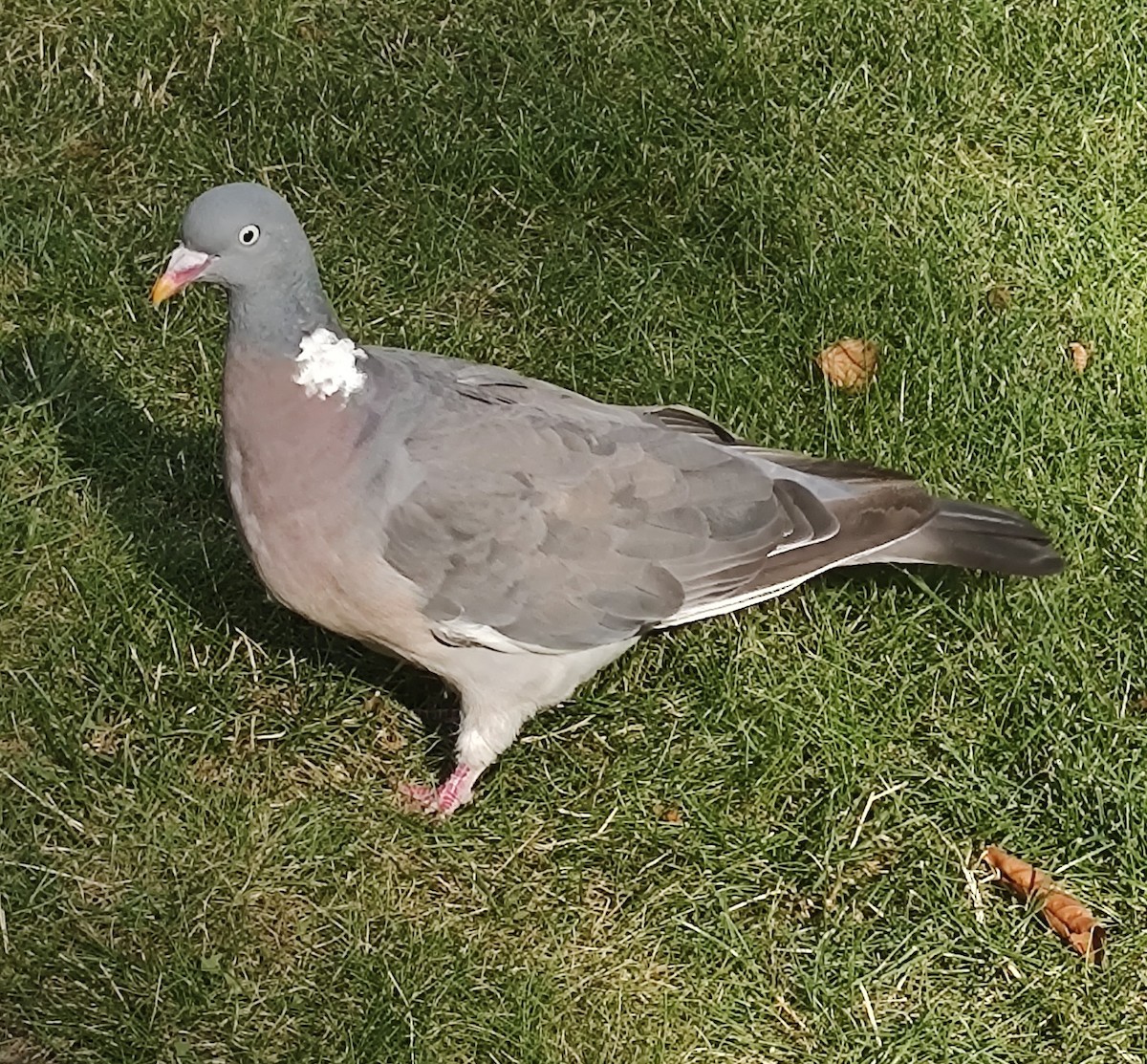 Common Wood-Pigeon - ML618821189