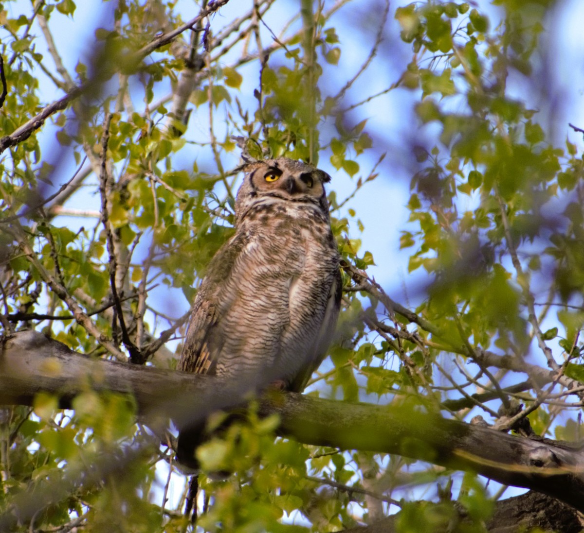 Great Horned Owl - ML618821211
