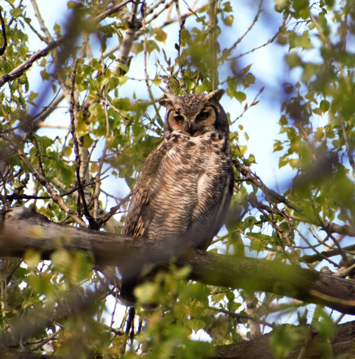 Great Horned Owl - Patricia Floyd