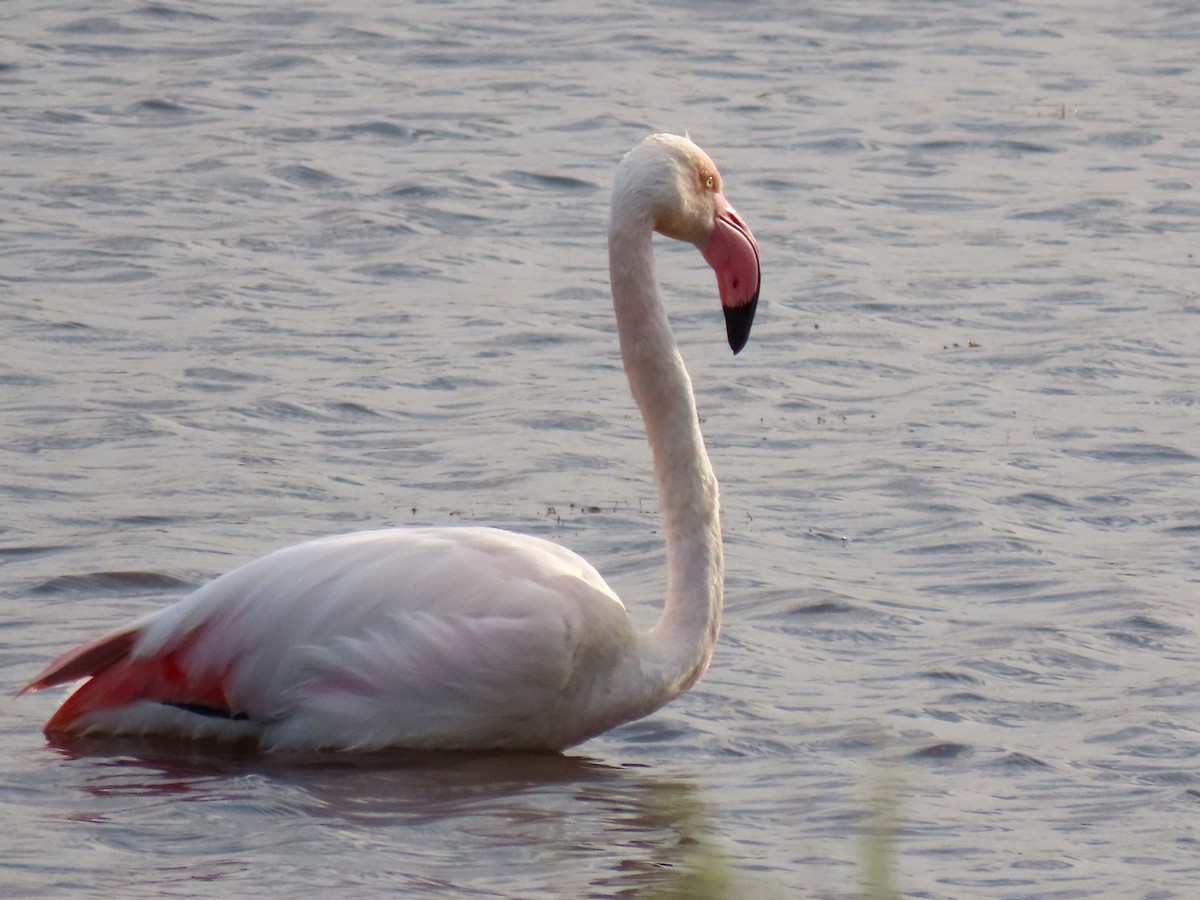Greater Flamingo - ML618821214