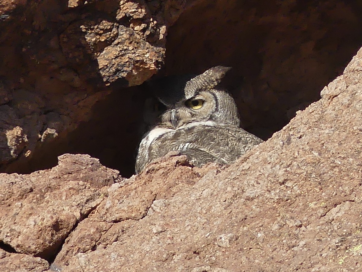 Great Horned Owl - ML618821281