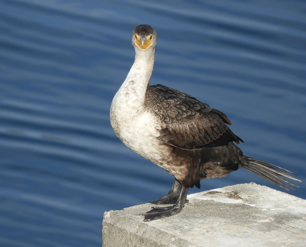 Double-crested Cormorant - Christian Rixen