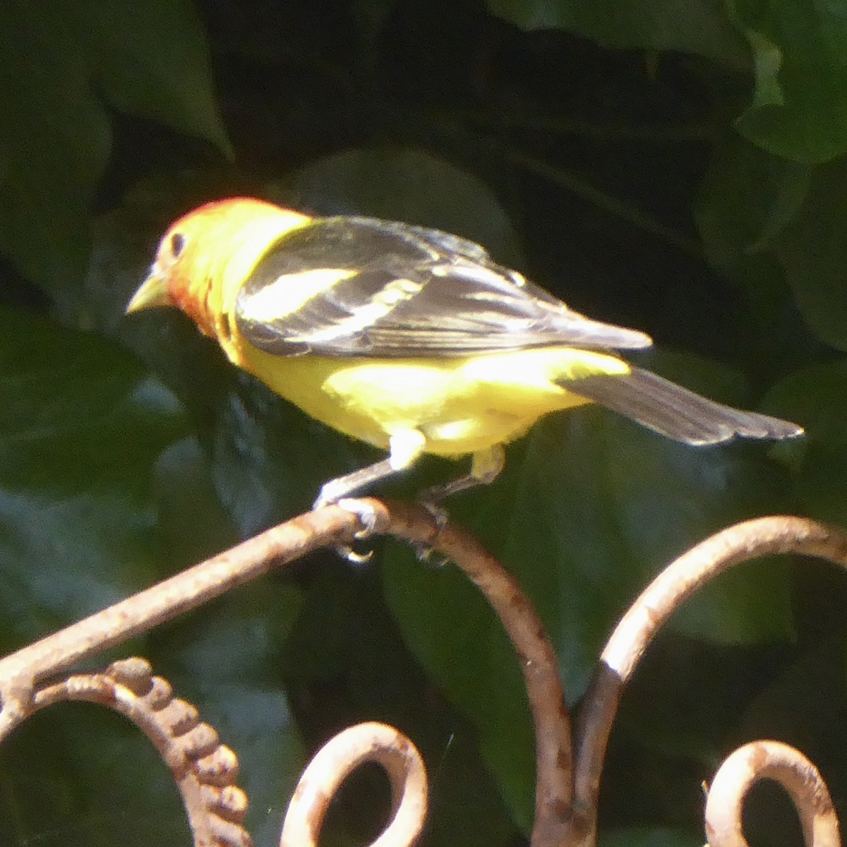 Western Tanager - ML618821300