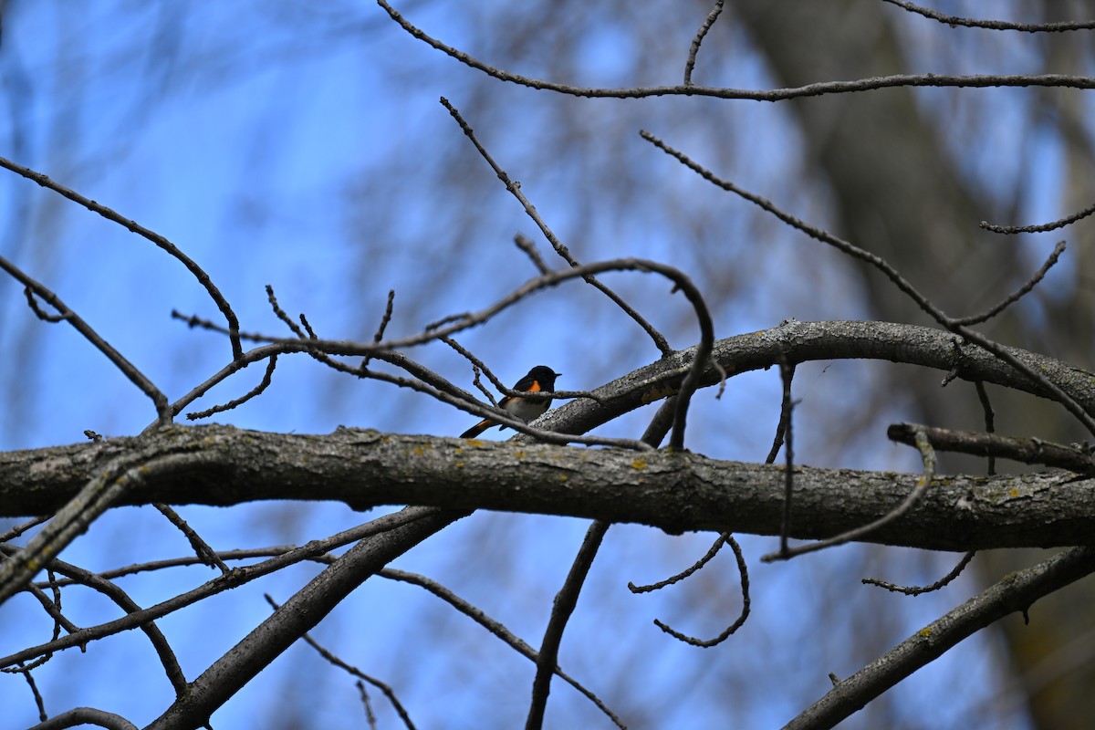 American Redstart - france dallaire
