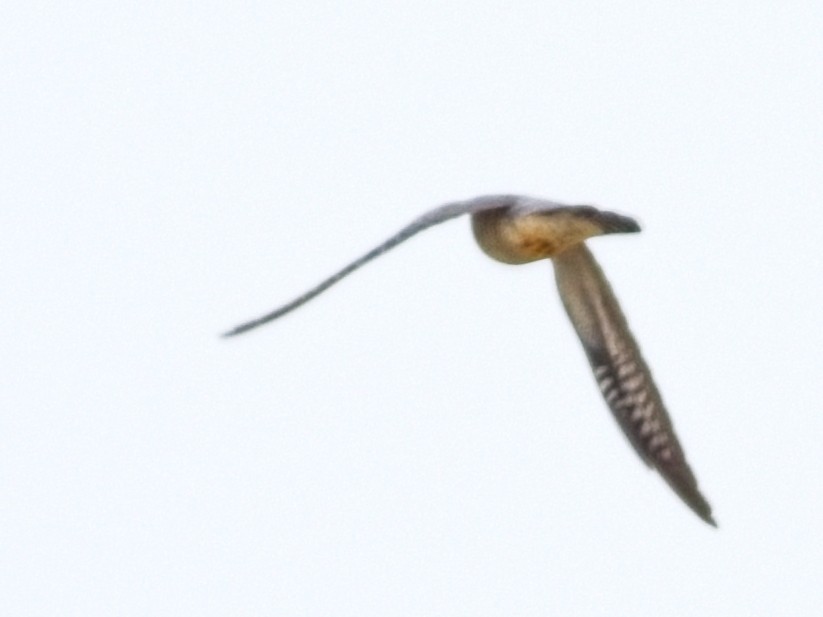 Common Cuckoo - ML618821365