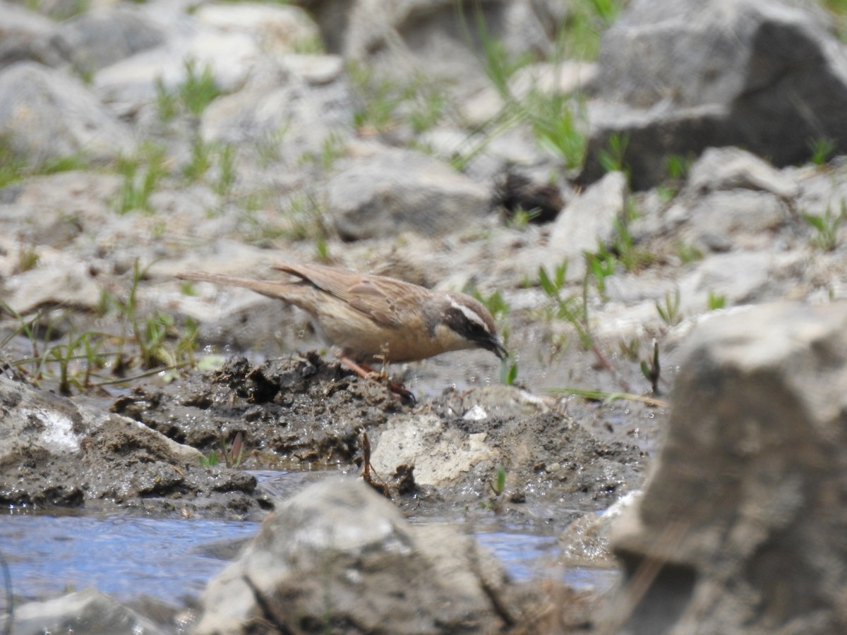 Brown Accentor - ML618821374
