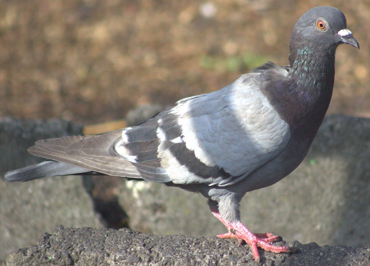 Rock Pigeon (Feral Pigeon) - Iyok Madriz Guevara