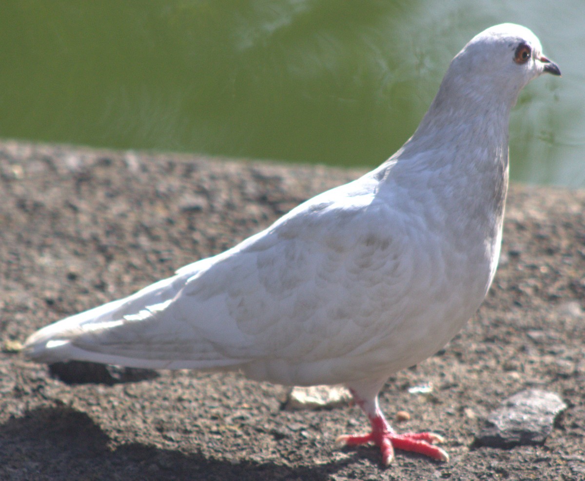 Сизый голубь (Одомашненного типа) - ML618821390