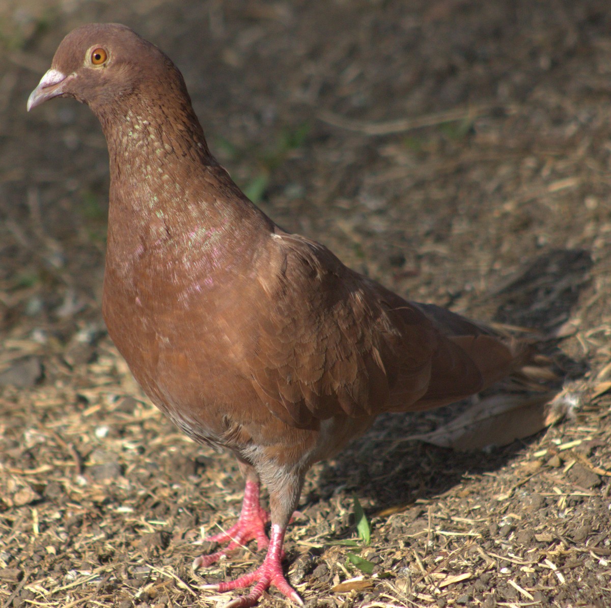 Rock Pigeon (Feral Pigeon) - Iyok Madriz Guevara