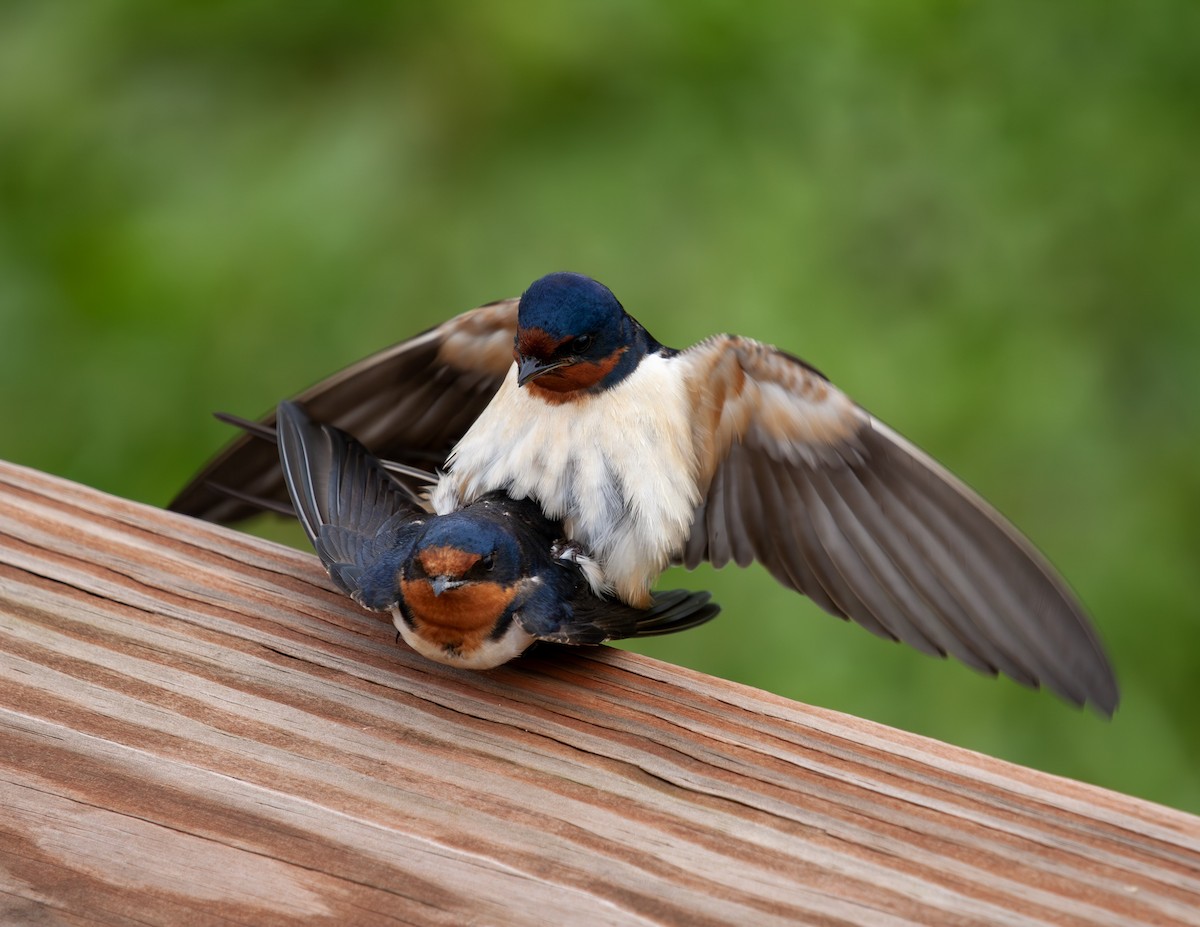 Barn Swallow - Sydney Peck