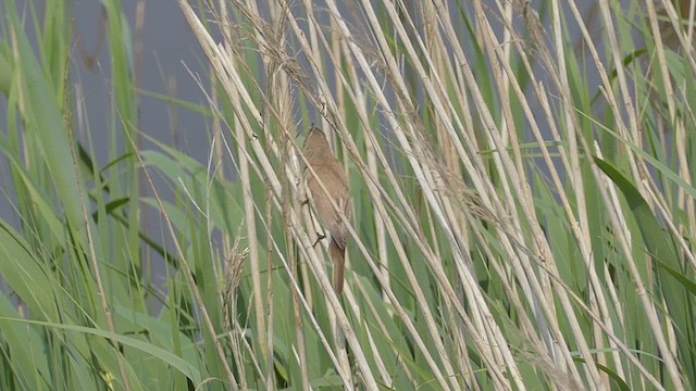 Common Reed Warbler - ML618821424