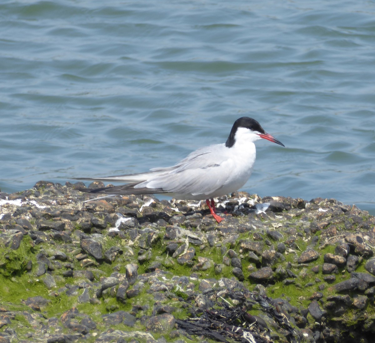 Common Tern - ML618821441