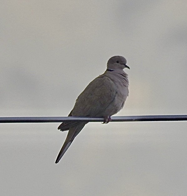 Eurasian Collared-Dove - ML618821466