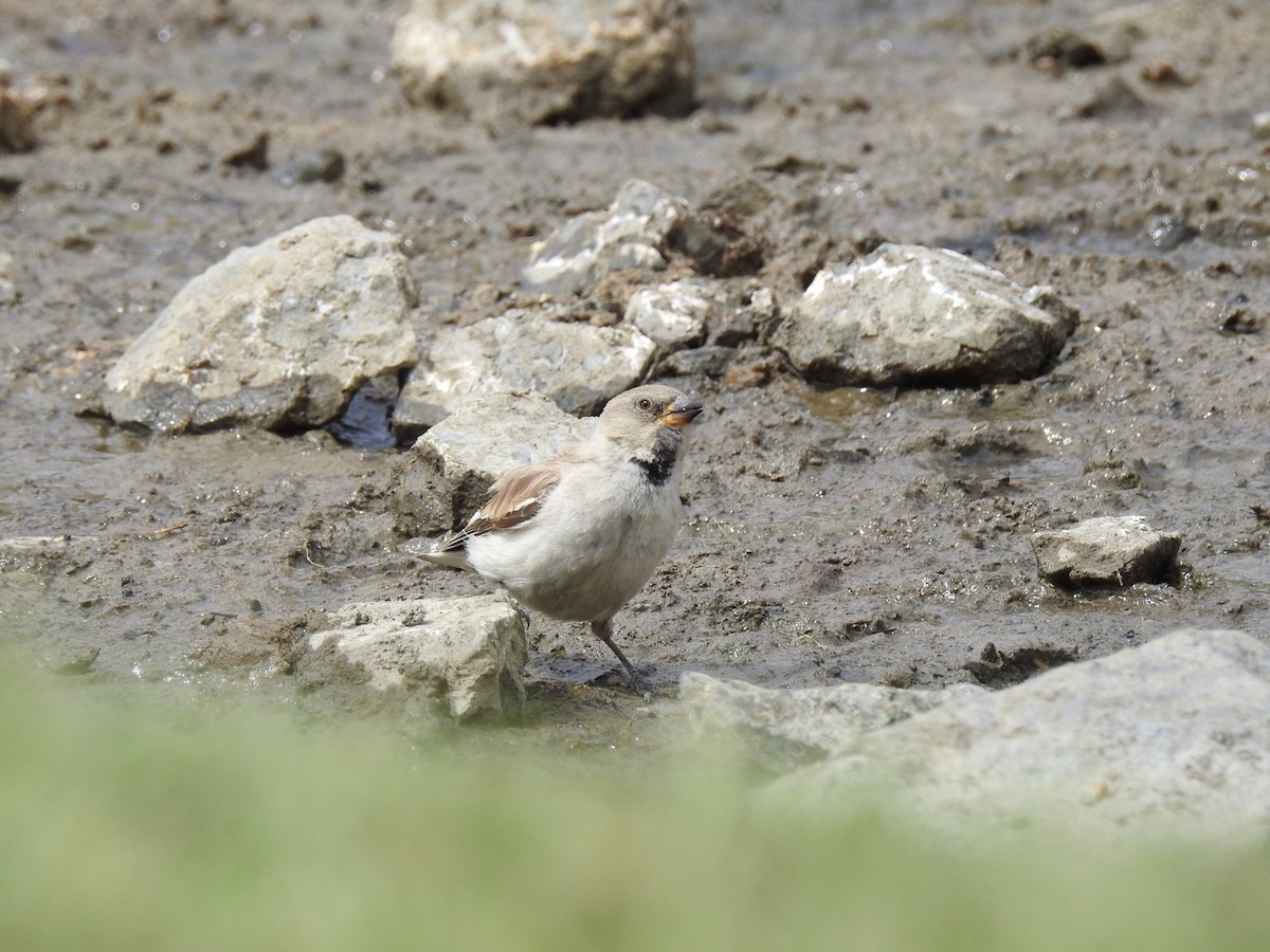 White-winged Snowfinch - ML618821519